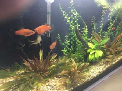 Лот: 16081065. Фото: 1. Меченосец. Рыбки