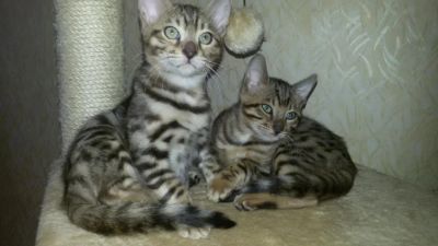Лот: 5415160. Фото: 1. Бенгальские котята. Кошки, котята