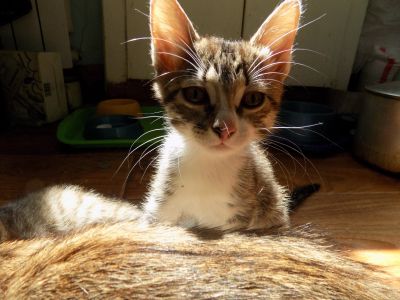 Лот: 11562422. Фото: 1. Отдам котят в хорошие руки. Кошки, котята