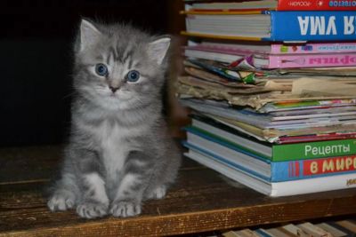 Лот: 10946059. Фото: 1. Котик британец. Кошки, котята
