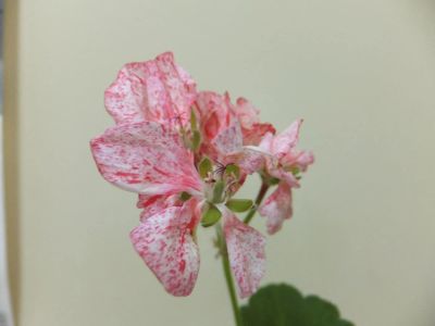 Лот: 10439140. Фото: 1. Пеларгония Peppermint Twist. Горшечные растения и комнатные цветы