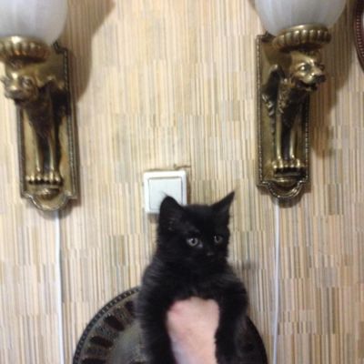 Лот: 7639919. Фото: 1. "Реальный пацан " ищет семью. Кошки, котята