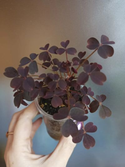 Лот: 19898858. Фото: 1. Oxalis vulcanicola Burgundy. Горшечные растения и комнатные цветы