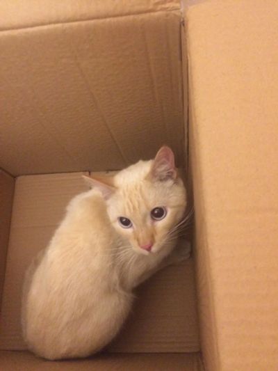 Лот: 6525549. Фото: 1. Отдам в хорошие руки кота. Кошки, котята