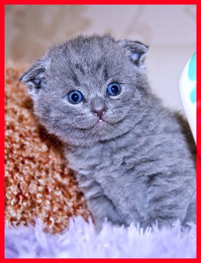 Лот: 1379400. Фото: 1. Шикарные шотландские котята доставка... Кошки, котята