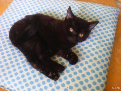 Лот: 9742914. Фото: 1. мальчик. Кошки, котята