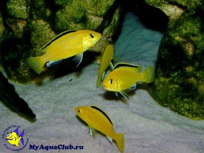 Лот: 8586495. Фото: 1. Взрослые еллоу и таракатумы. Рыбки