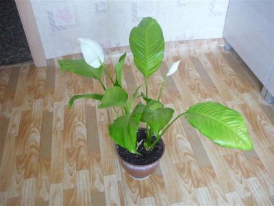 Лот: 1877811. Фото: 1. красивый цветок-отросток. Горшечные растения и комнатные цветы