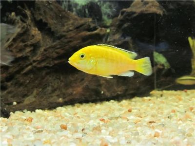 Лот: 10302119. Фото: 1. Рыбка-цихлида желтая или Лабидохромис... Рыбки