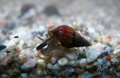 Лот: 2556003. Фото: 1. Улитки Melanoides granifera. Моллюски, ракообразные, кораллы