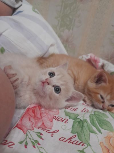 Лот: 16942362. Фото: 1. Котята шотландские. Кошки, котята