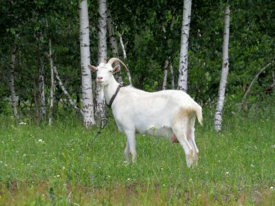 Лот: 5419024. Фото: 1. Козье молоко 150 рублей за литр. Молоко и молочные продукты