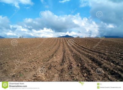 Лот: 13703081. Фото: 1. Сдам землю под картошку. Земельные участки