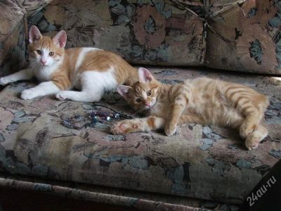 Лот: 863024. Фото: 1. Котята Курильского бобтейла. Остальные животные