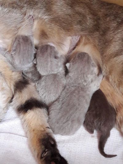 Лот: 9355147. Фото: 1. отдам котят британцев возраст... Кошки, котята
