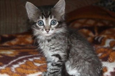 Лот: 2008088. Фото: 1. Девчушки) Очень красив окрас). Кошки, котята