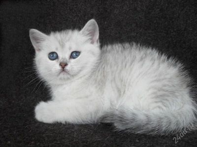 Лот: 3314937. Фото: 1. Британская серебристо-затушеванная... Кошки, котята