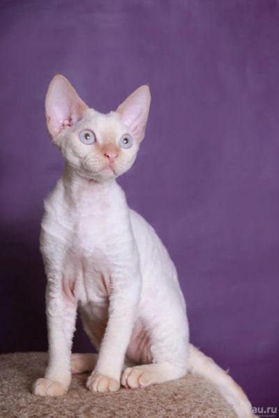 Лот: 12886597. Фото: 1. Девон-рекс котик. Кошки, котята