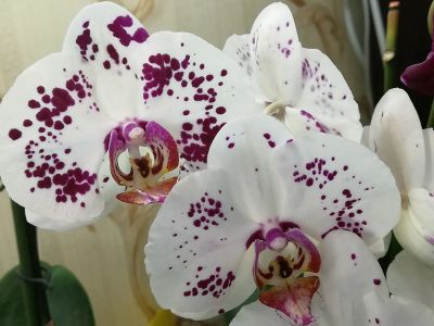 Лот: 20601469. Фото: 1. Орхидея Фаленопсис "Калипсо" подросток. Горшечные растения и комнатные цветы