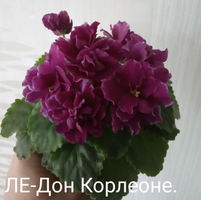 Лот: 14949914. Фото: 1. Фиалка ЛЕ-Дон Корлеоне - лист. Горшечные растения и комнатные цветы