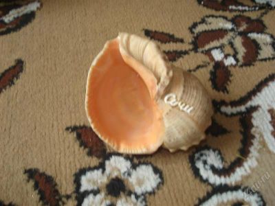 Лот: 943919. Фото: 1. Ракушка со звуками моря. Разное