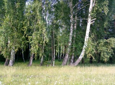 Лот: 8144923. Фото: 1. продам отличный участок. Земельные участки