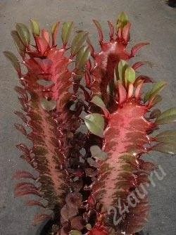 Лот: 2870973. Фото: 1. Молочай трехгранный бордовый.Euphorbia... Горшечные растения и комнатные цветы