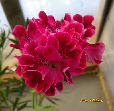 Лот: 6485692. Фото: 1. Душистая пеларгония " Madam Nonin... Горшечные растения и комнатные цветы