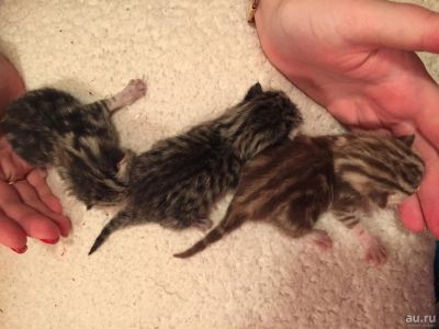 Лот: 8724603. Фото: 1. британские мраморные котята. Кошки, котята
