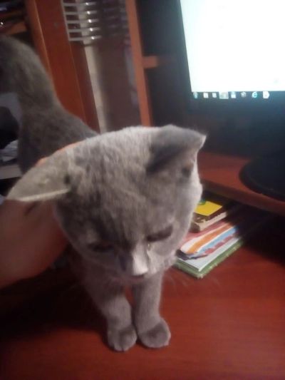 Лот: 8691289. Фото: 1. Отдам Кошку - Британка по блиц... Кошки, котята