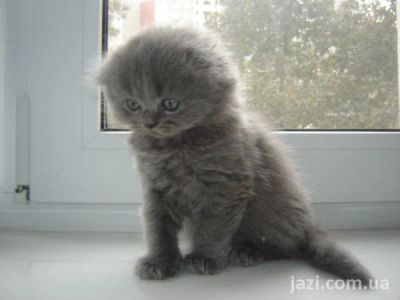 Лот: 10547208. Фото: 1. Котенок. Британский вислоухий... Кошки, котята