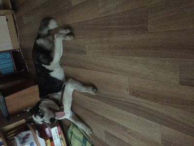 Лот: 14902358. Фото: 1. Отдам сибирскую хаску. Собаки, щенки