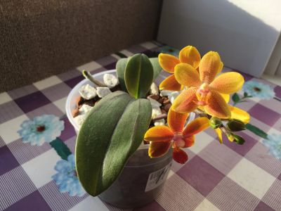 Лот: 15505835. Фото: 1. Орхидея фаленопсис I-Hsin Claude. Горшечные растения и комнатные цветы