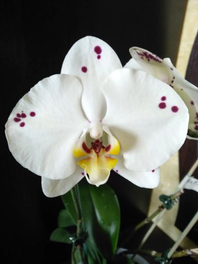 Лот: 20588535. Фото: 1. Орхидея фаленопсис Kellion. Горшечные растения и комнатные цветы