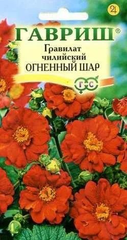 Лот: 11024341. Фото: 1. Гравилат Огненный шар чилийский... Садовые цветы