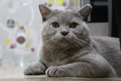 Лот: 14770653. Фото: 1. британский котик 10 месяцев, не... Кошки, котята