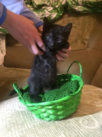 Лот: 7324088. Фото: 1. Котёнок изет хозяина!. Кошки, котята