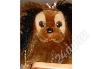 Лот: 177278. Фото: 1. Симпатичная собачка. Другое (дети растут)