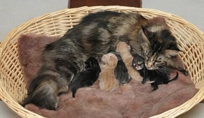 Лот: 3597320. Фото: 1. котенок мейн куна. Кошки, котята