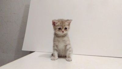 Лот: 10877718. Фото: 1. Шотландка от титулованных родителей. Кошки, котята