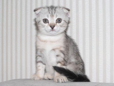 Лот: 4470031. Фото: 1. Котята шотландской вислоухой. Кошки, котята