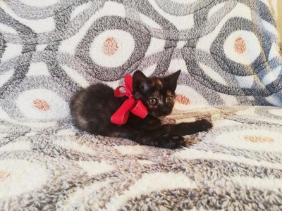 Лот: 14397102. Фото: 1. Котенок, девочка-лапочка, 2 мес... Кошки, котята
