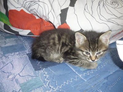 Лот: 1743481. Фото: 1. Продам курильского кота. Кошки, котята