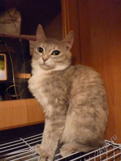 Лот: 852203. Фото: 1. Отдам кошечку и котика. Остальные животные