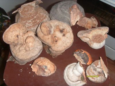 Лот: 6913434. Фото: 1. Грибы трутовики. Народная медицина, БАДы