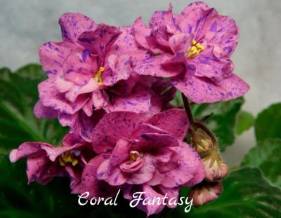 Лот: 8399747. Фото: 1. Фиалка сортовая Coral Fantasy... Горшечные растения и комнатные цветы