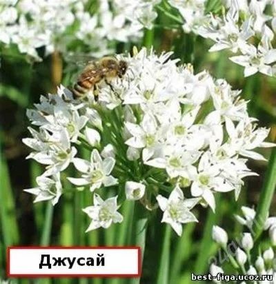 Лот: 2478865. Фото: 1. Джусай (чесноколук). Семена. Другое (семена, рассада, садовые растения)