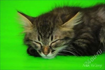 Лот: 772720. Фото: 1. Пристрою взрослую кошечку. Остальные животные