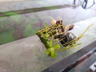 Лот: 7540247. Фото: 1. Анубиас узколистный. Водные растения