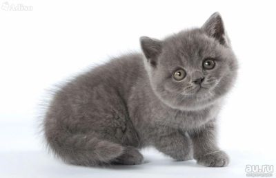 Лот: 9608160. Фото: 1. кошечка-британка голубая,один... Кошки, котята